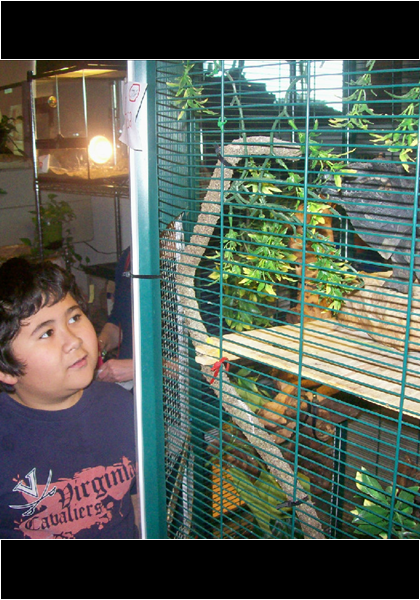 Herpetology Science Lab! A real Komoto Dragon! Herpetology Science Lab! A real Komoto Dragon!